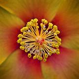 Hibiscus Stamen_DSCF01770-1